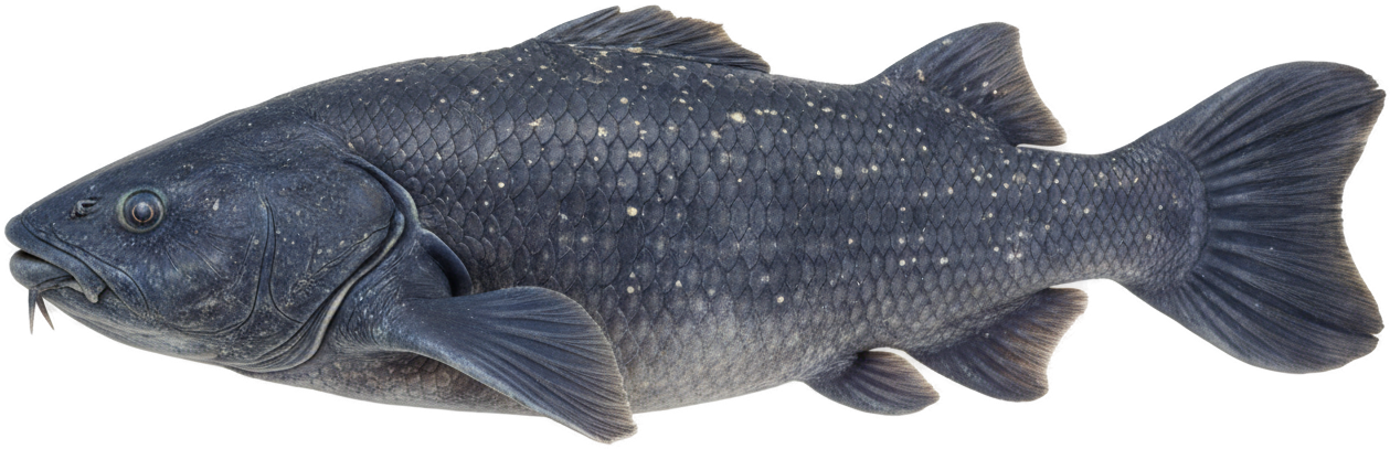 Coelacanth
