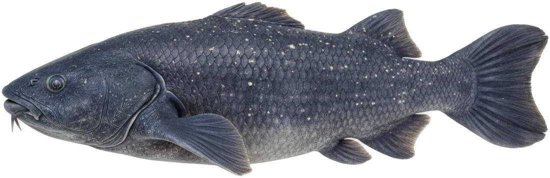 Coelacanth (Latimeria chalumnae)