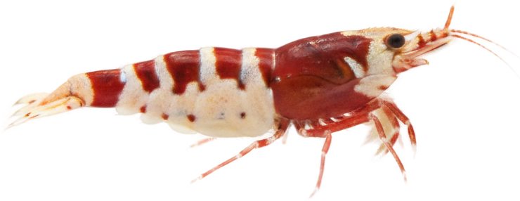 Crystal Red Shrimp