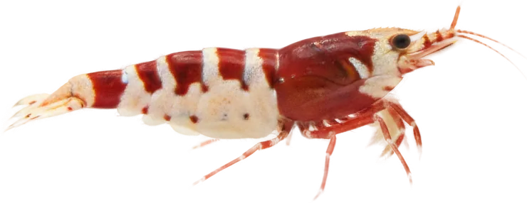Crystal Red Shrimp (Caridina cantonensis)