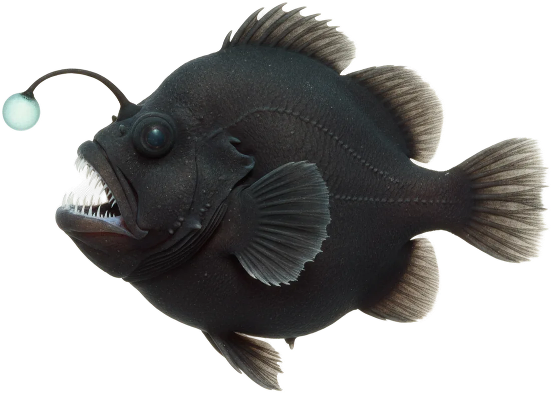 Deep-sea Anglerfish (Melanocetus johnsonii)
