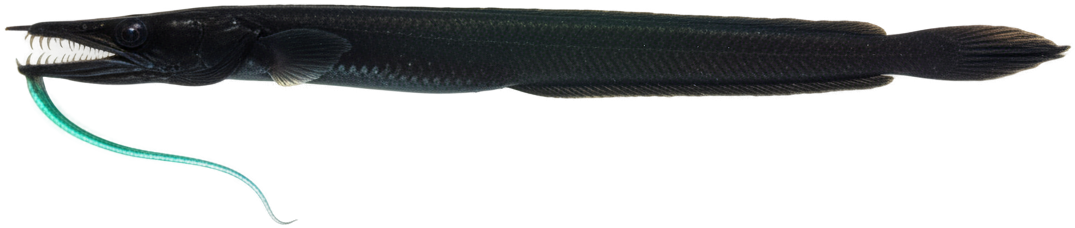 Black Dragonfish
