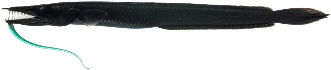 Black Dragonfish (Idiacanthus atlanticus)