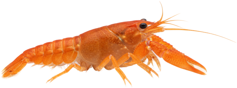 Dwarf Orange Crayfish