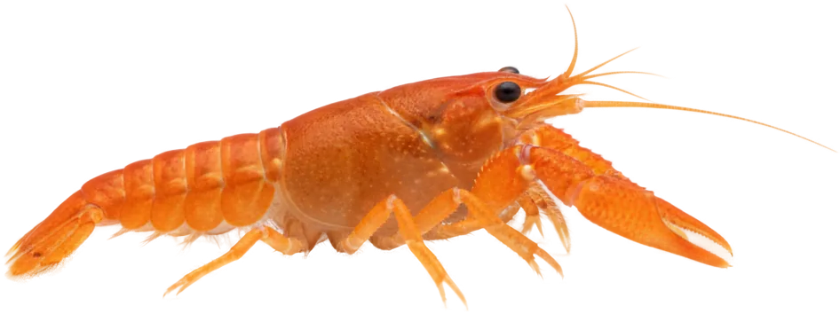 Dwarf Orange Crayfish (Cambarellus patzcuarensis)