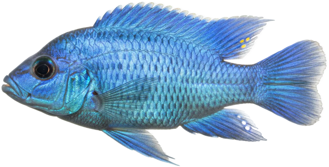 Electric Blue Ahli (Sciaenochromis fryeri)