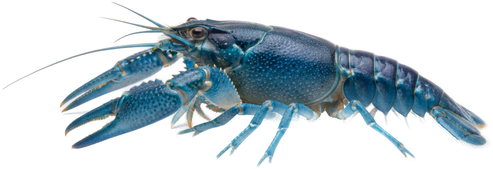 Electric Blue Crayfish