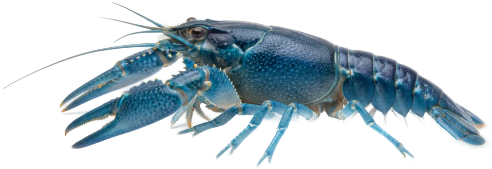 Electric Blue Crayfish (Procambarus alleni)