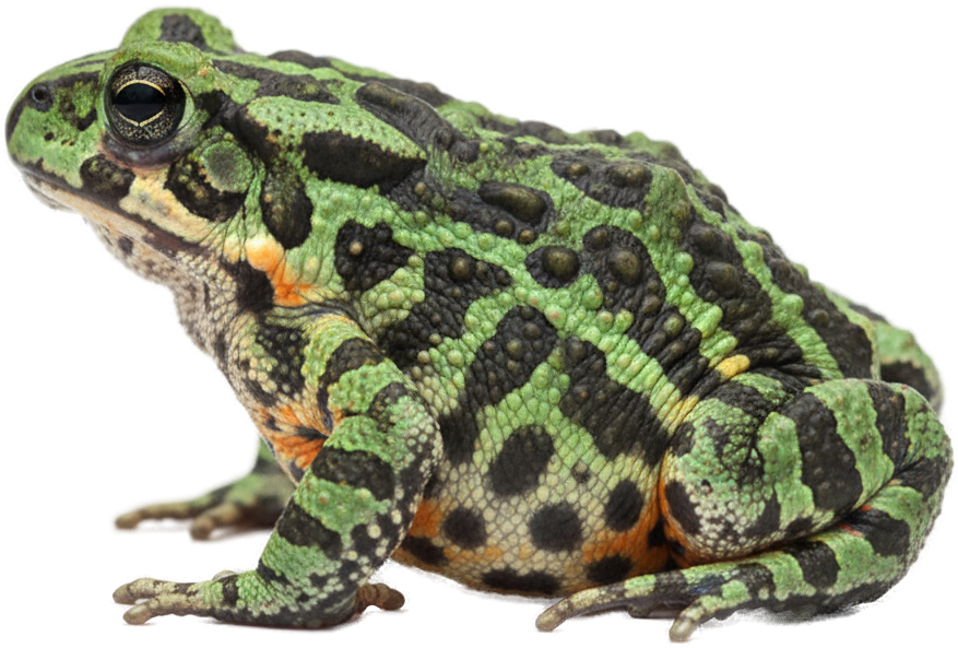 Oriental Fire-bellied Toad