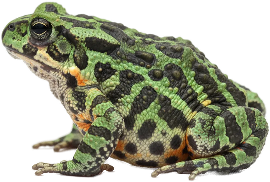 Oriental Fire-bellied Toad (Bombina orientalis)