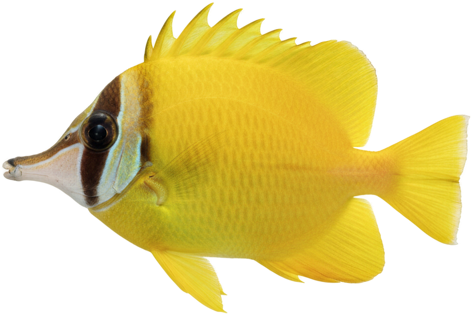 Foxface Rabbitfish