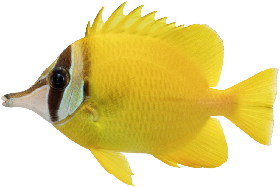 Foxface Rabbitfish (Siganus vulpinus)