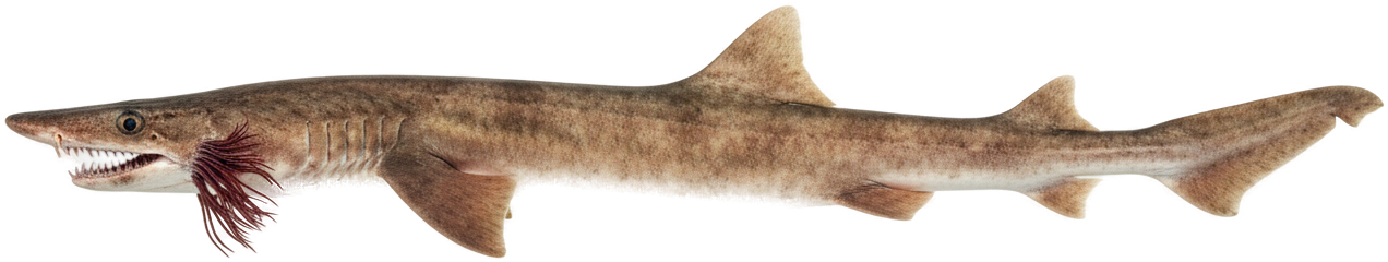 Frilled Shark