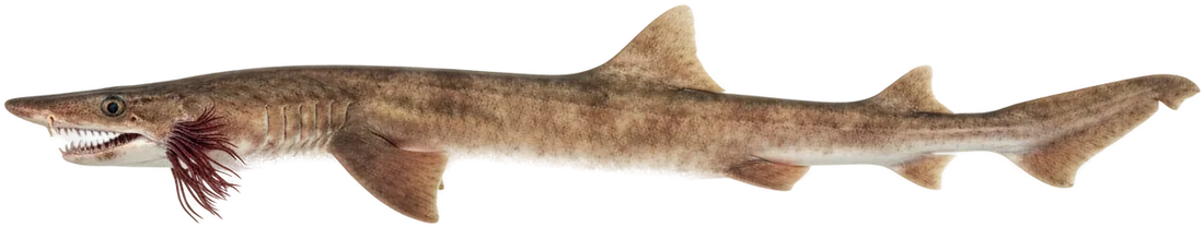 Frilled Shark (Chlamydoselachus anguineus)