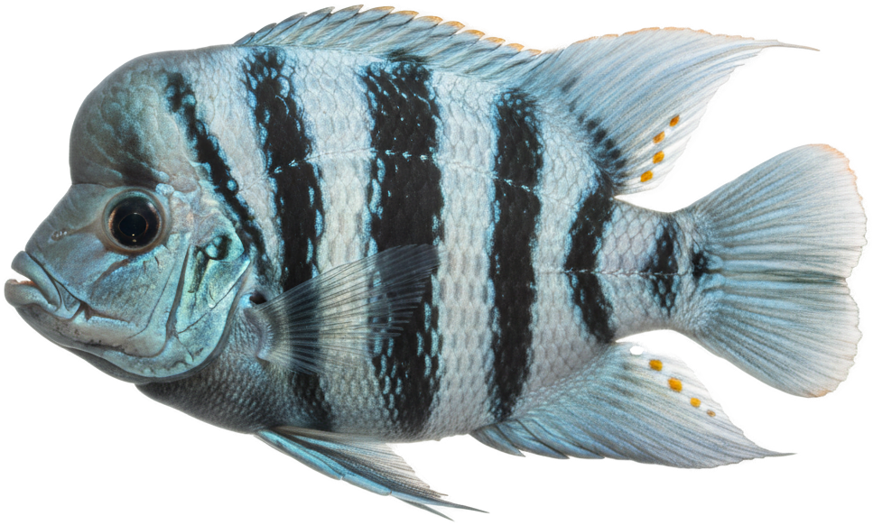 Frontosa