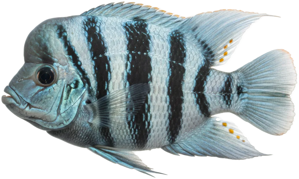 Frontosa (Cyphotilapia frontosa)