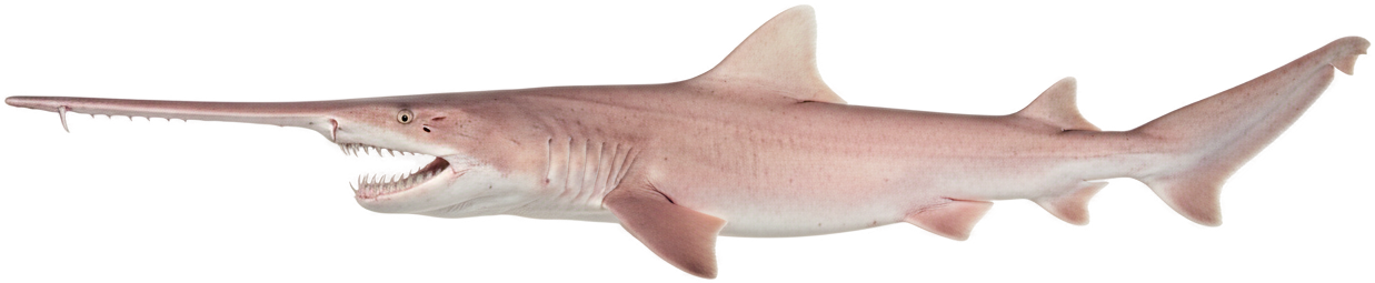 Goblin Shark