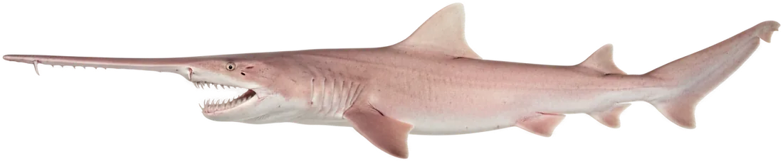 Goblin Shark (Mitsukurina owstoni)