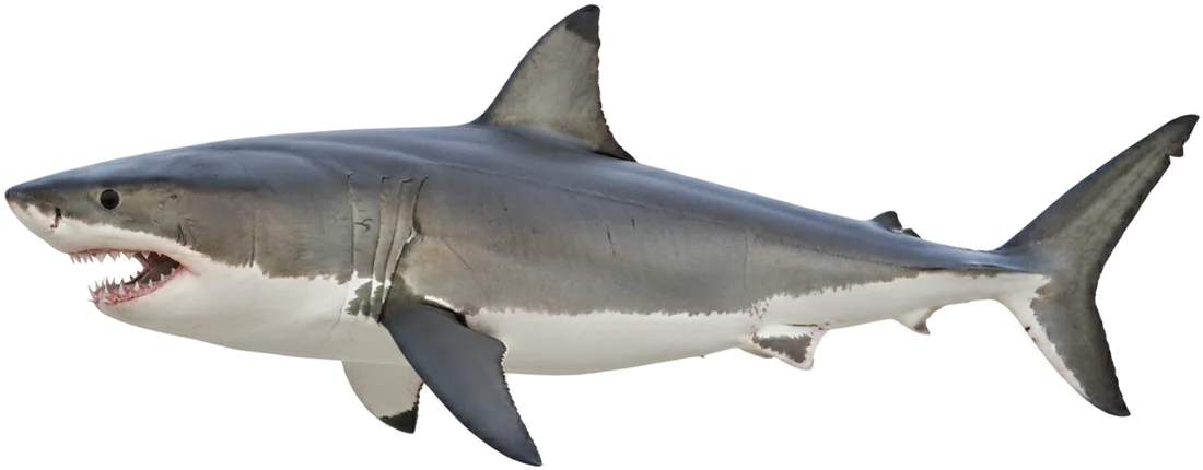 Great White Shark (Carcharodon carcharias)