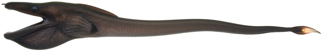 Gulper Eel