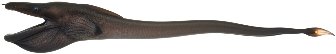 Gulper Eel (Eurypharynx pelecanoides)
