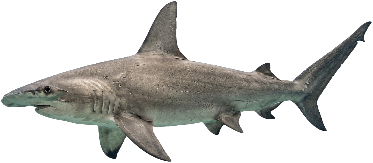 Great Hammerhead Shark