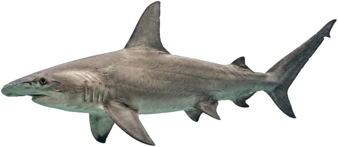 Great Hammerhead Shark (Sphyrna mokarran)