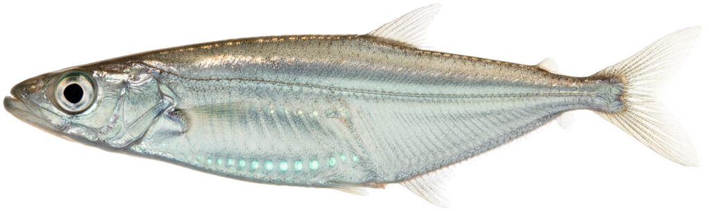 Deep-sea Hatchetfish