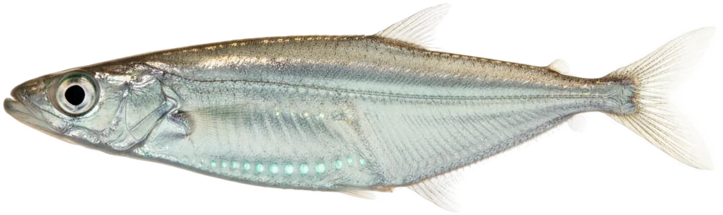 Deep-sea Hatchetfish (Family Sternoptychidae)