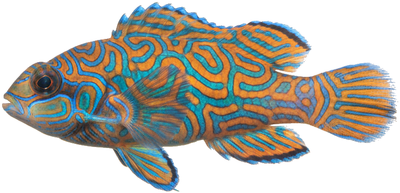 Mandarinfish (Synchiropus splendidus)