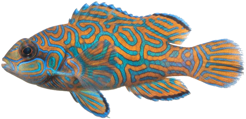 Mandarinfish (Synchiropus splendidus)