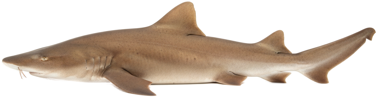 Nurse Shark