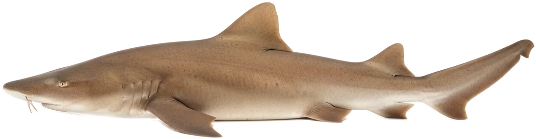 Nurse Shark (Ginglymostoma cirratum)