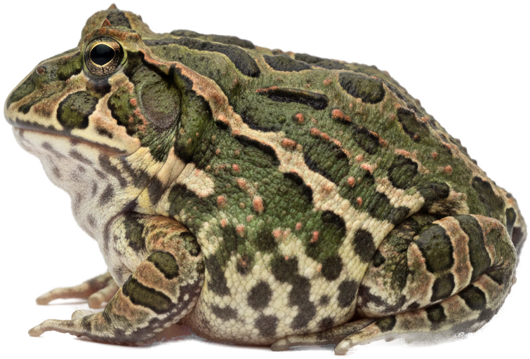 Pacman Frog