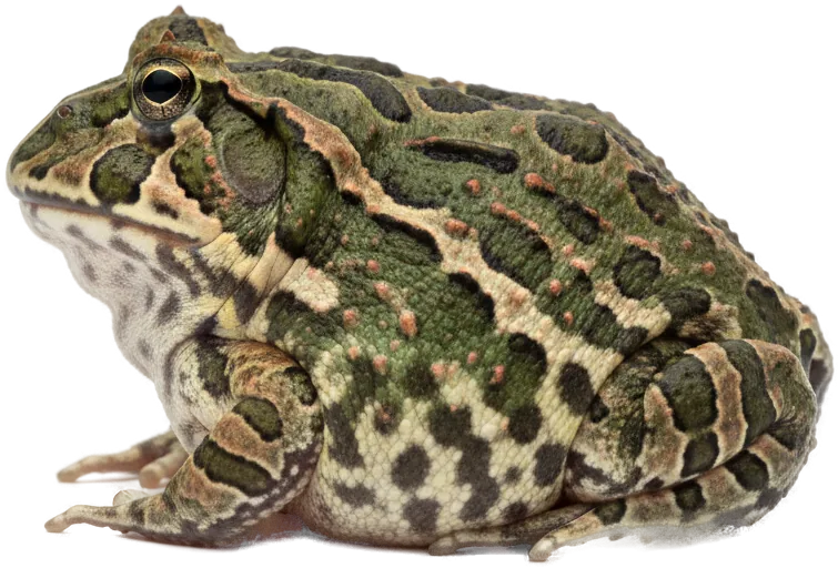 Pacman Frog (Ceratophrys ornata)