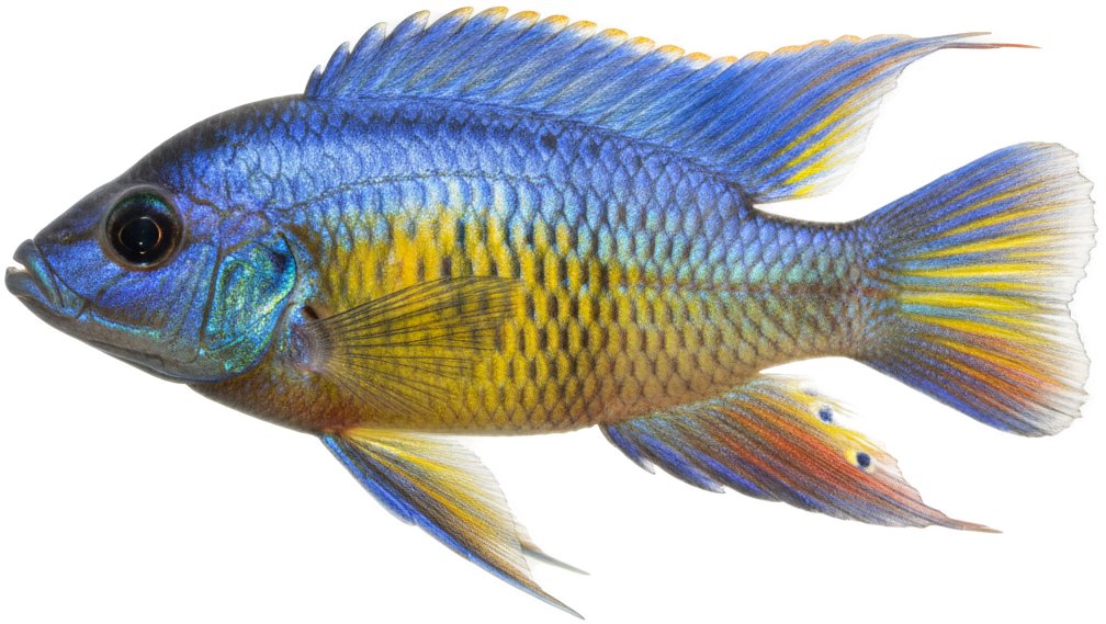 Peacock Cichlid