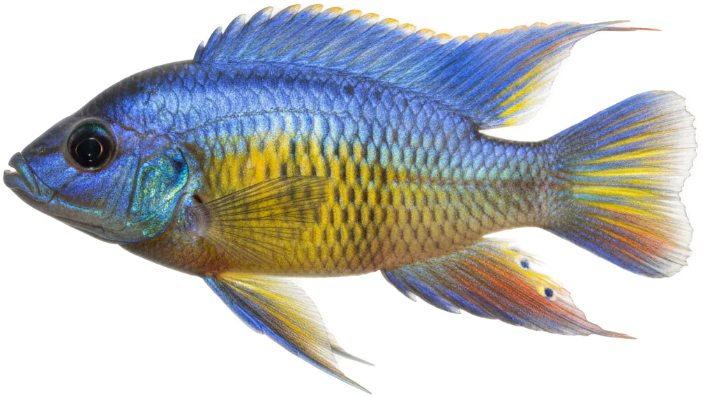 Peacock Cichlid (Aulonocara nyassae)