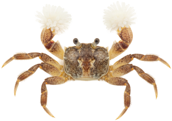 Pom Pom Crab