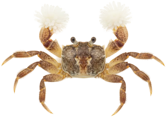 Pom Pom Crab (Lybia edmondsoni)