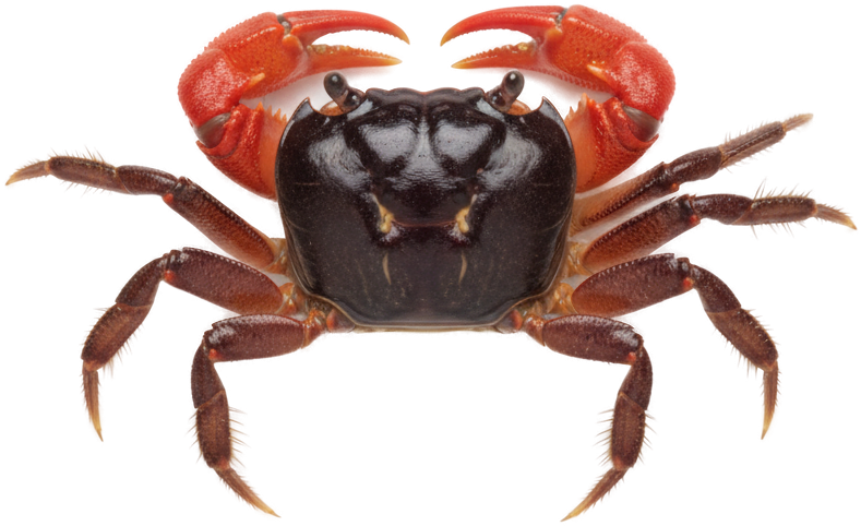 Red Claw Crab