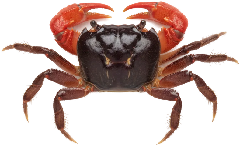 Red Claw Crab (Perisesarma bidens)