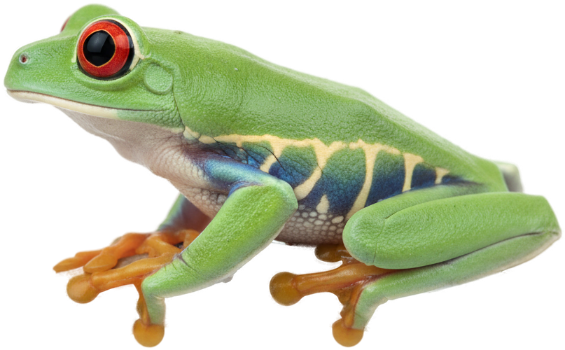 Red-eyed Tree Frog