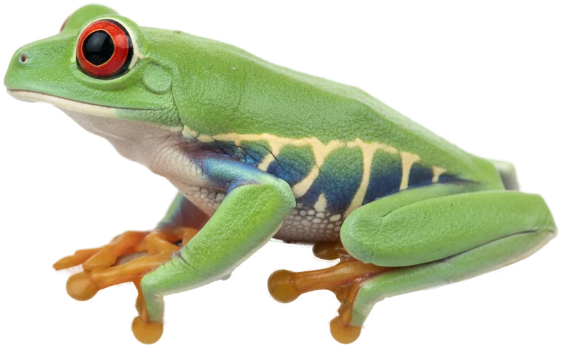 Red-eyed Tree Frog (Agalychnis callidryas)