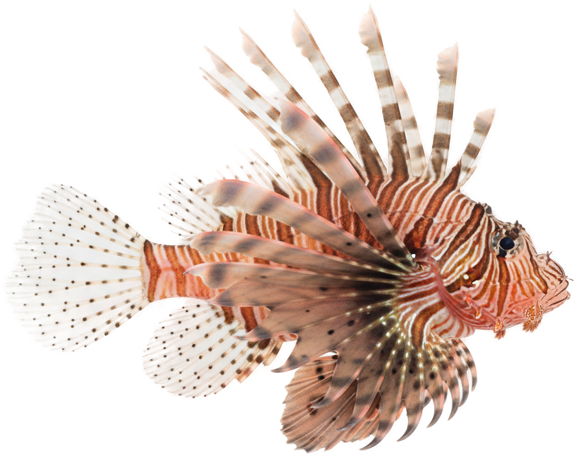 Red Lionfish