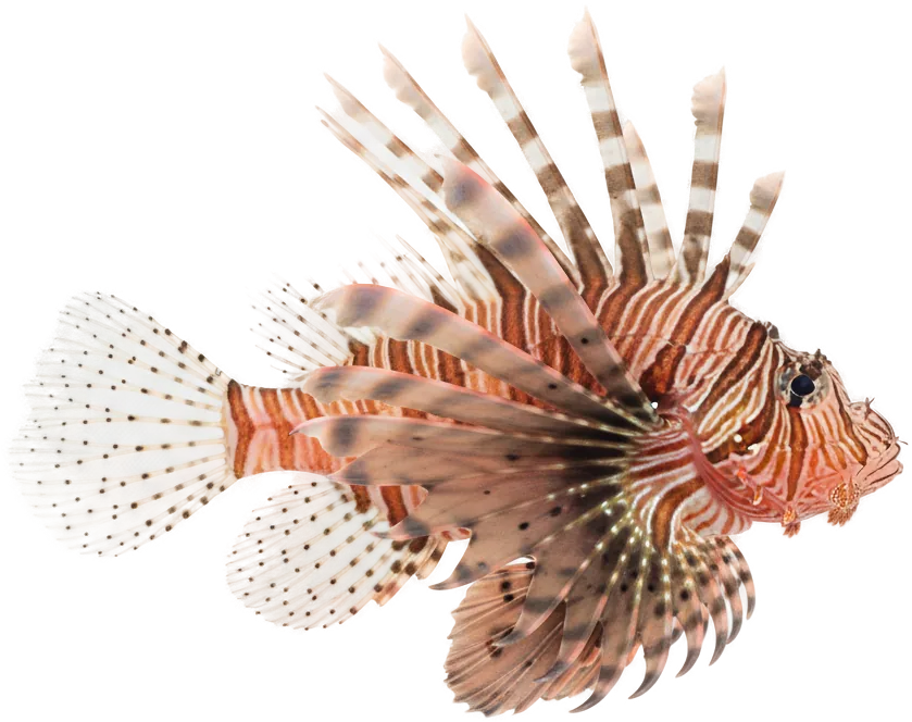 Red Lionfish (Pterois volitans)