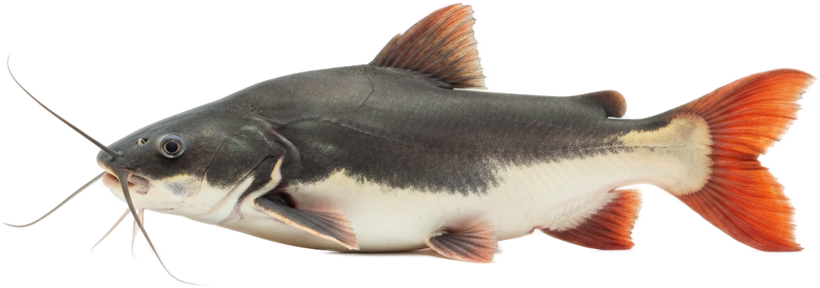 Redtail Catfish