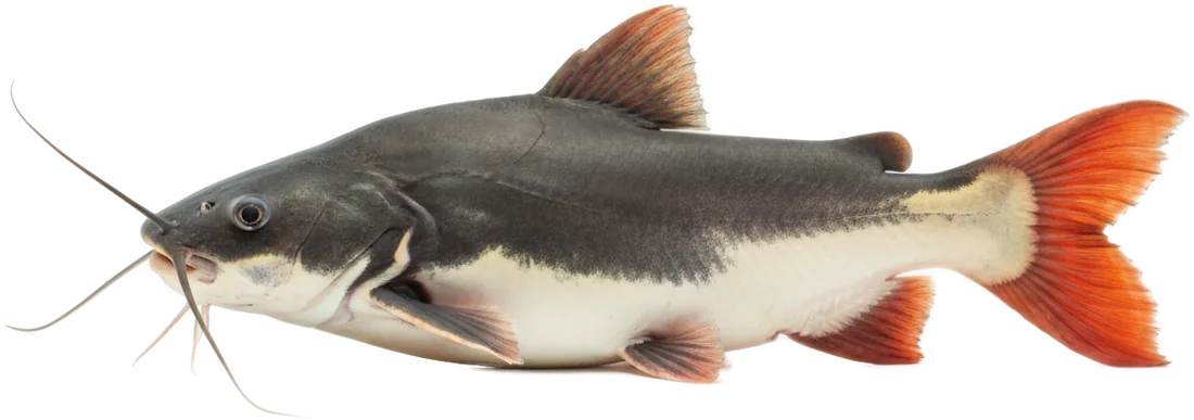 Redtail Catfish (Phractocephalus hemioliopterus)