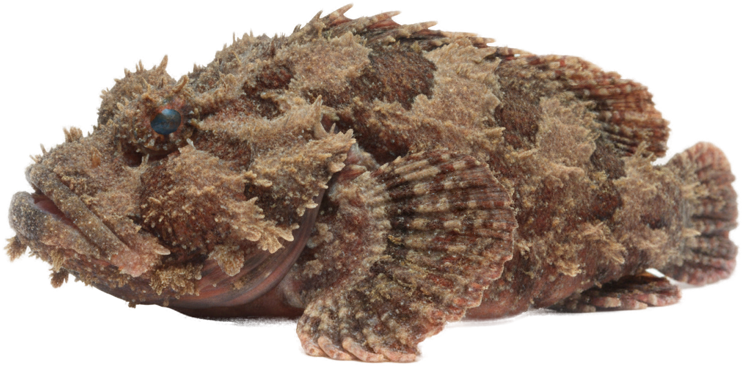 Reef Stonefish