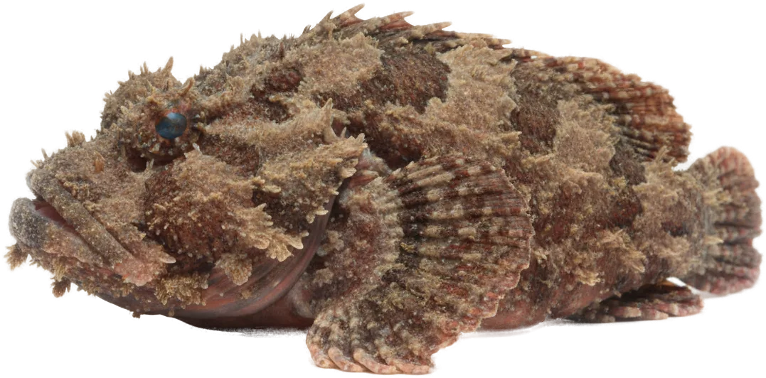 Reef Stonefish (Synanceia verrucosa)