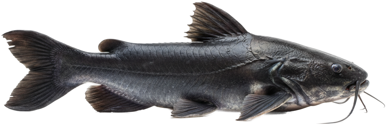 Ripsaw Catfish